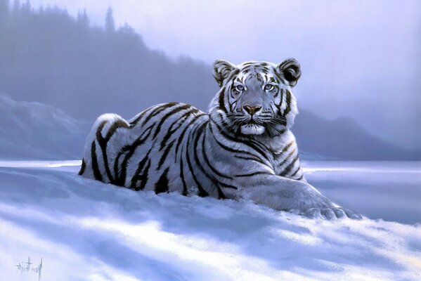 The tiger is lying on the cold snow