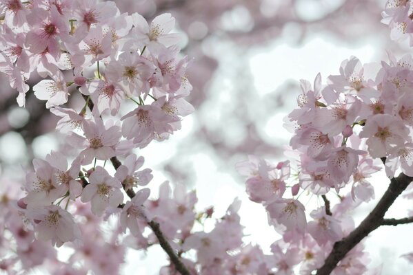 Çiçekli pembe sakura kiraz çiçekleri beyaz