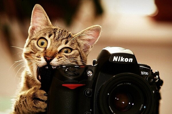 एक बिल्ली और एक कैमरे की रचनात्मक शूटिंग