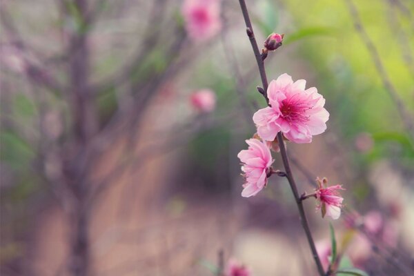 Flor rosa no caule