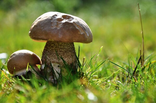 Mushroom grass bokeh macro mushrooms shlpka leg