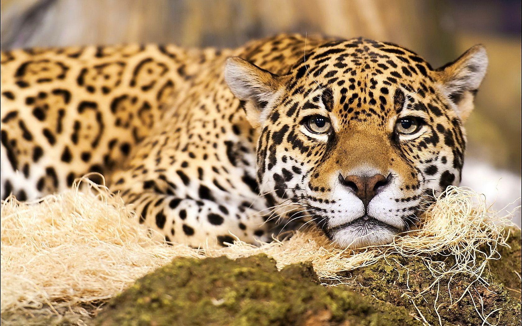 animales vida silvestre gato mamífero leopardo animal depredador safari piel salvaje zoológico naturaleza carnívoro