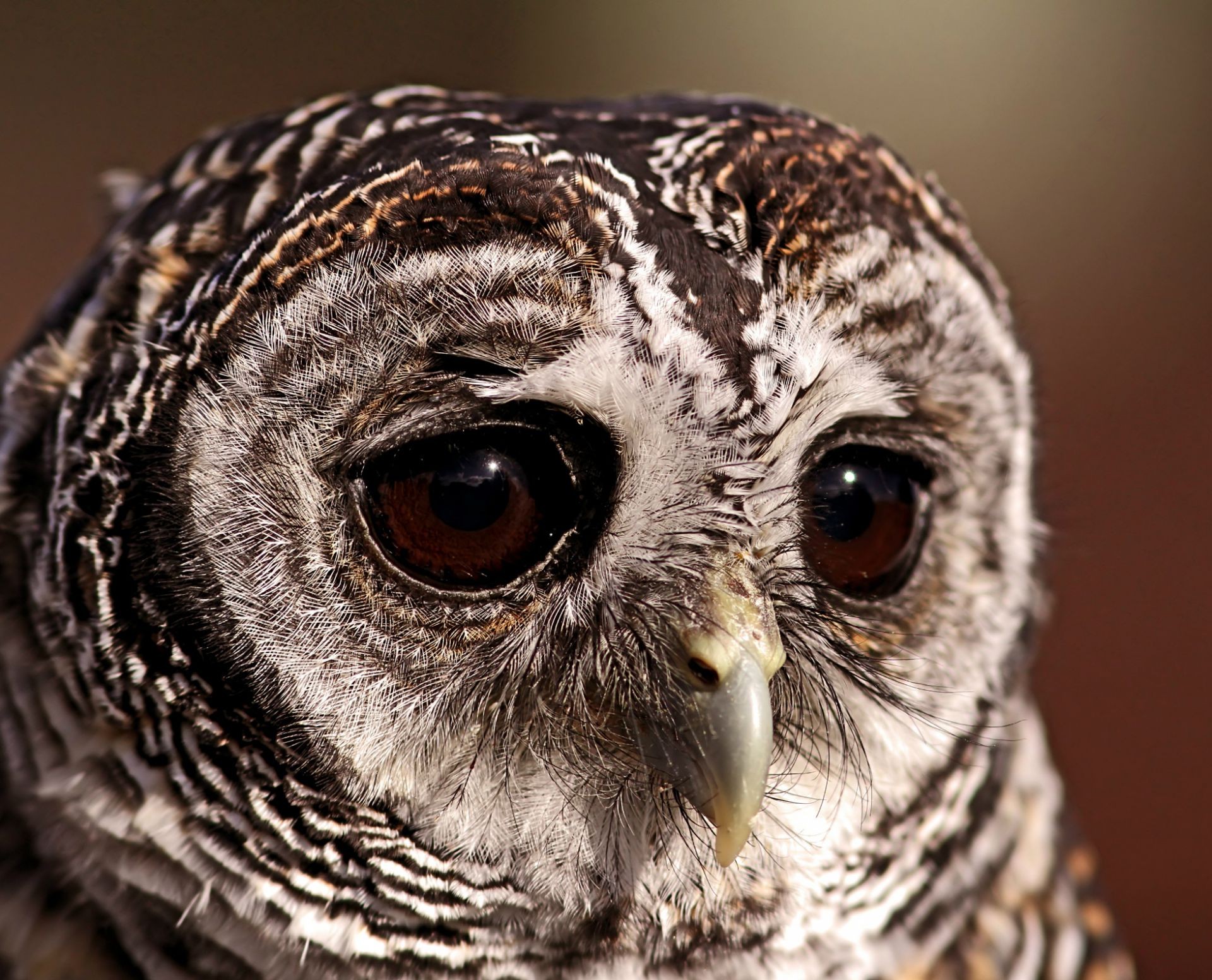 hayvanlar baykuş kuş raptor tüy yaban hayatı hayvan portre doğa göz bilge gece yarısı av gaga avian vahşi gri şahinle avlanma yırtıcı hayvan kartal avcı