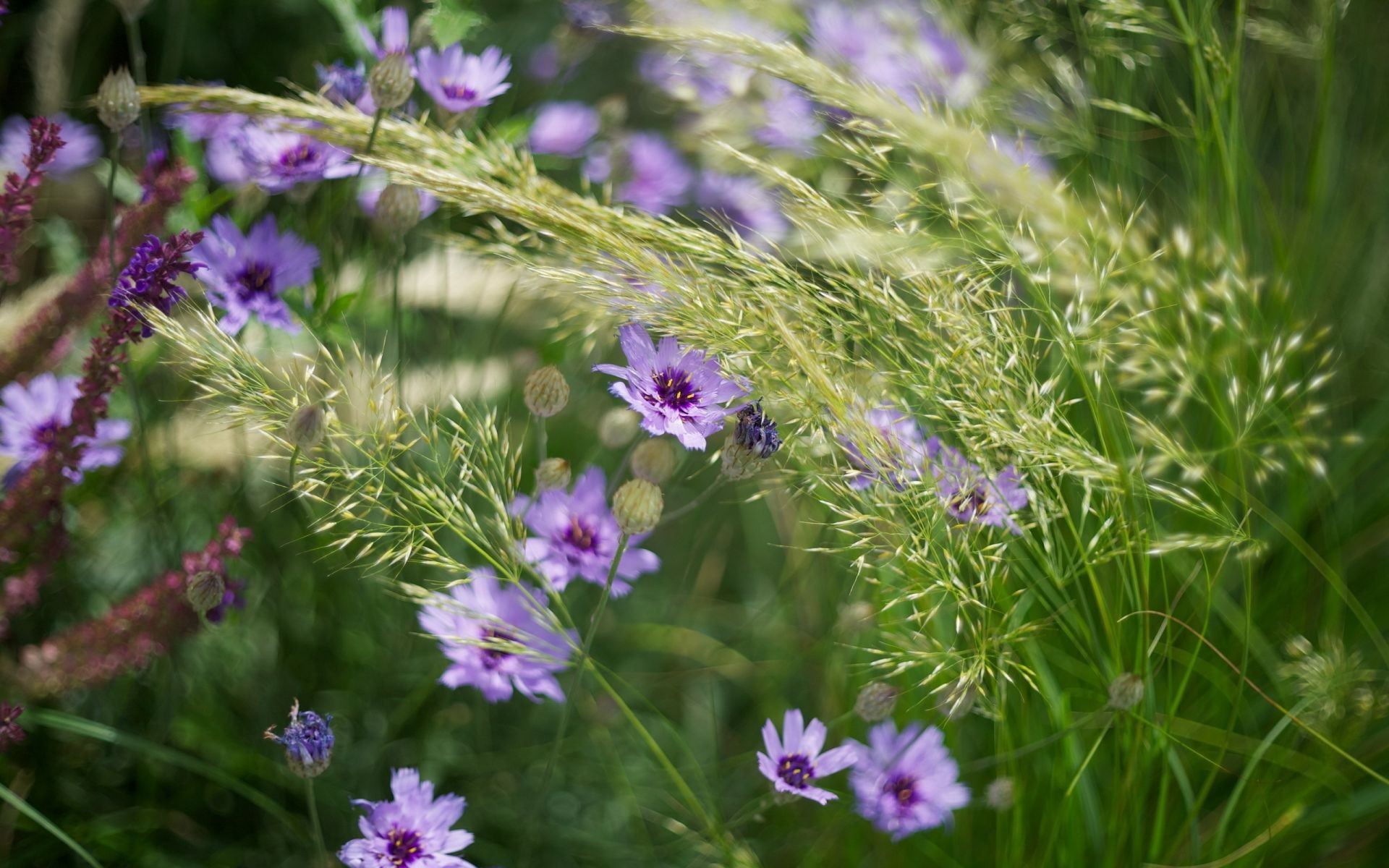 fiori fiore natura erba flora campo estate fieno giardino stagione luminoso primo piano fioritura floreale selvaggio colore all aperto foglia fiore selvatico bella