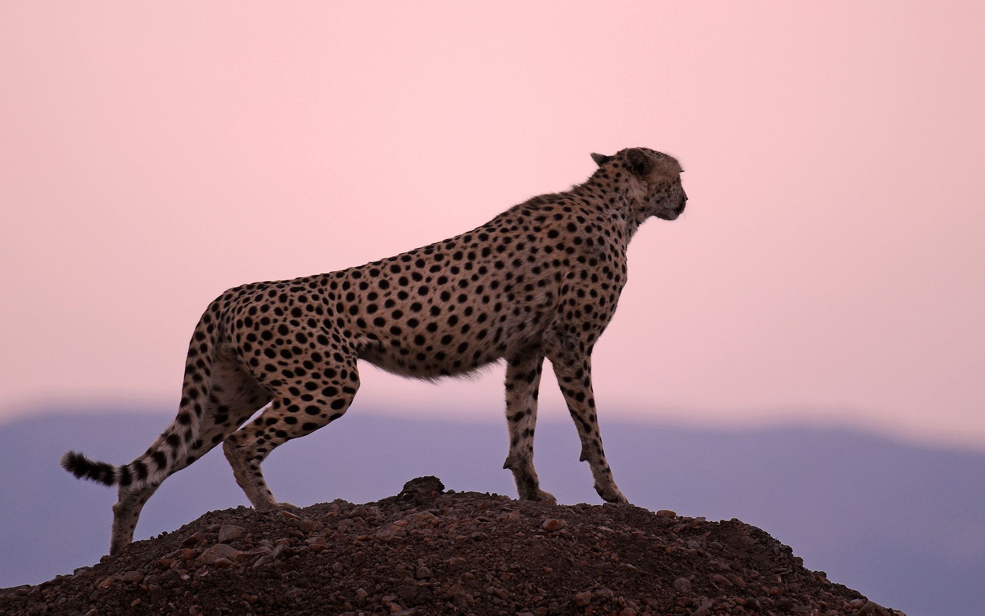 guépards faune mammifère chat guépard safari sauvage léopard nature