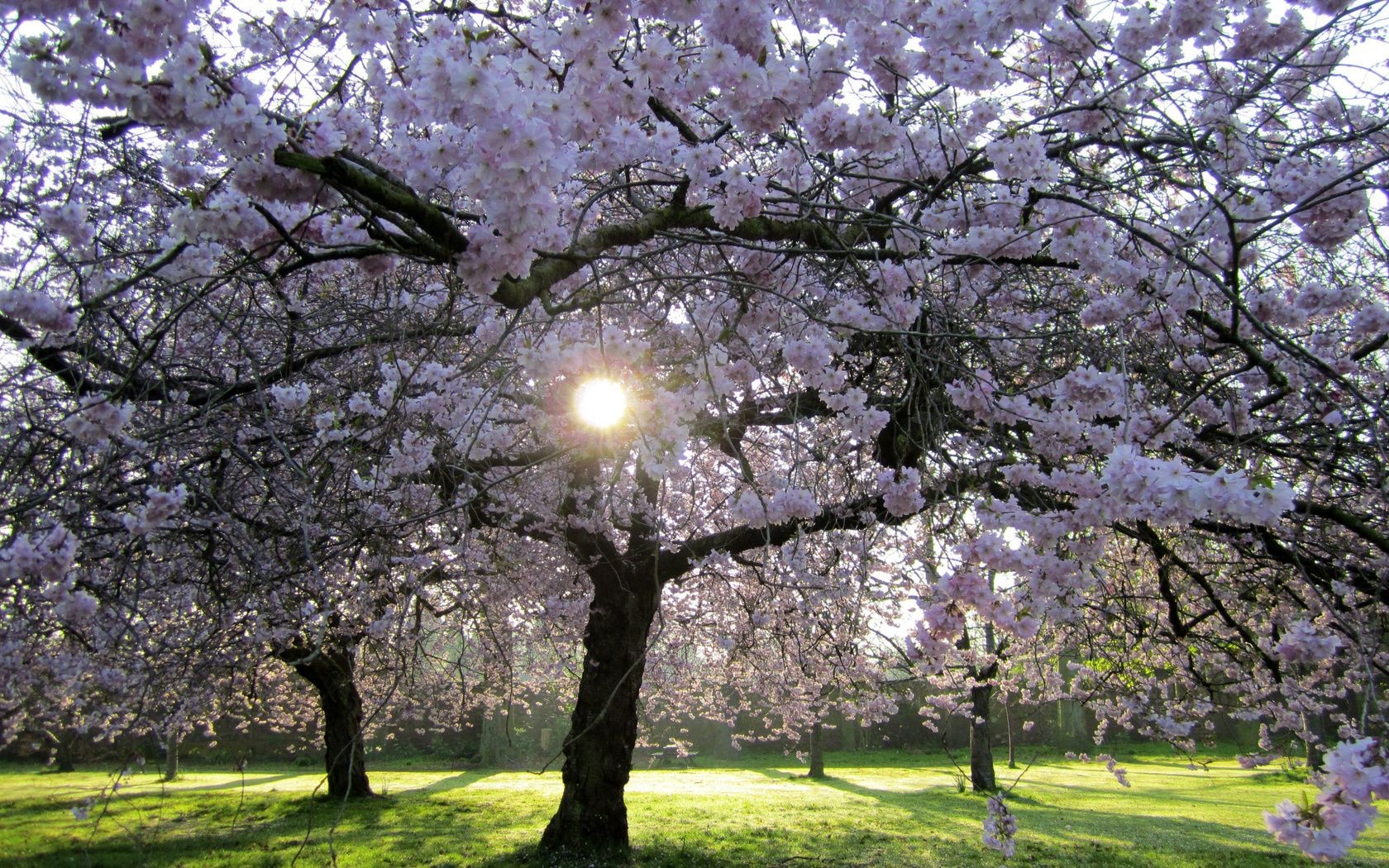 primavera albero ciliegio ramo fiore stagione primavera parco paesaggio flora albero da frutto giardino natura foglia fiore mela luminoso crescita ambiente petalo soleggiato