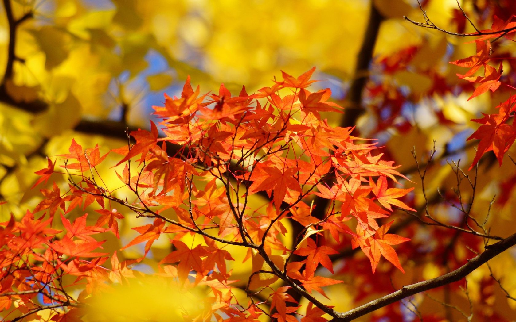 foglie autunno foglia natura stagione acero albero luminoso colore ramo flora parco all aperto bel tempo