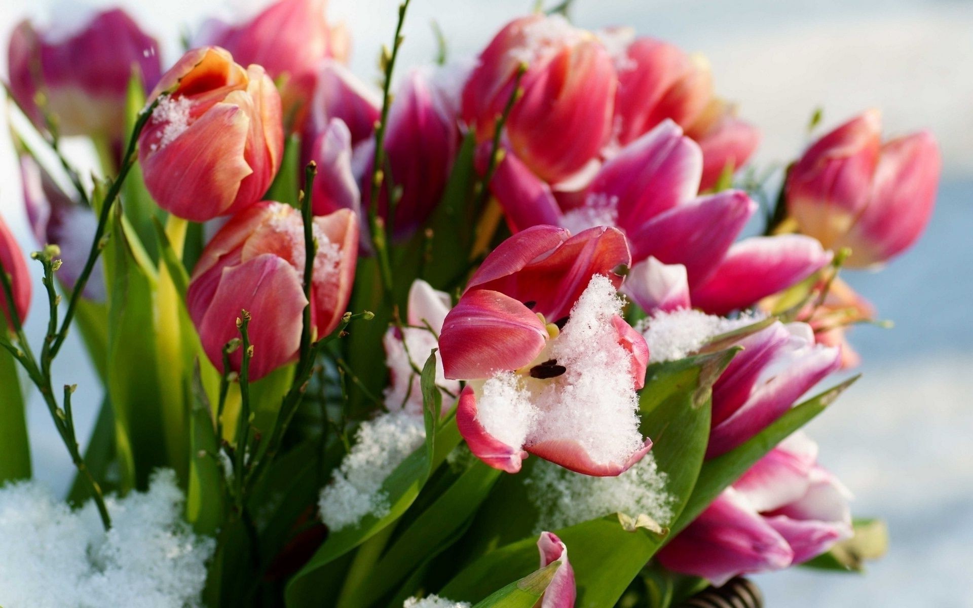 flowers in the snow tulip flower nature leaf garden bouquet flora floral easter summer petal love blooming bright color