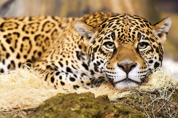 Kind look of a big leopard cat