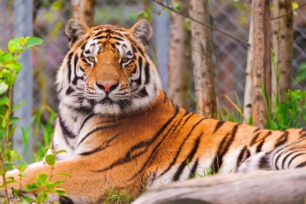 The stern look of a tiger in the forest