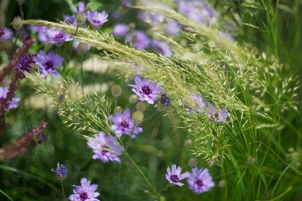 Beautiful flowers bloom in summer