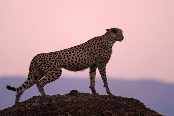 Guépard sur la montagne à la recherche d une victime