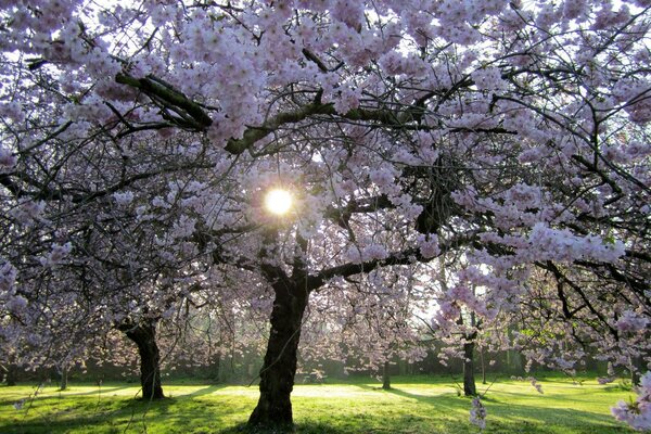 Alberi di saccura in fiore in una radura verde