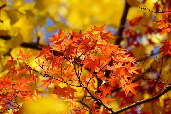 Herbstzeit der Augen Verzauberung