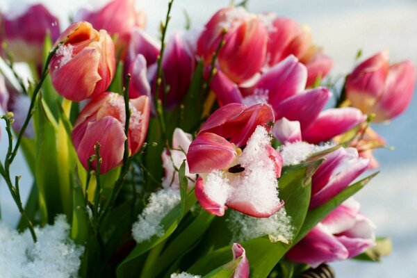 Frozen tulips lie in the snow