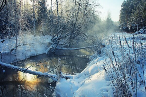 Ice-free forest river under snow-covered trees