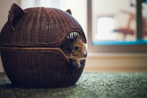 Portrait of a cute pet cat