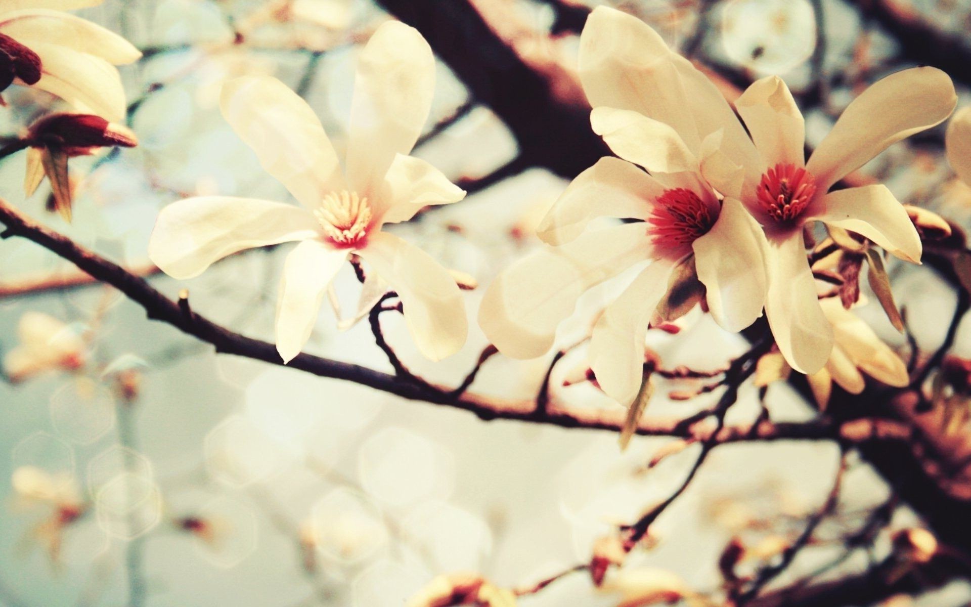 flowers flower nature leaf flora branch summer tree bright beautiful floral blur petal