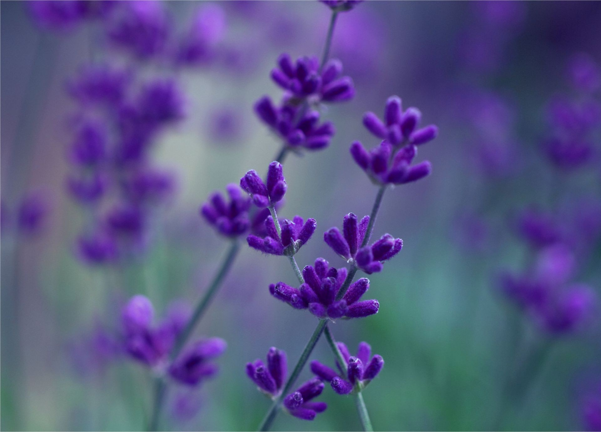 flores natureza flor flora verão violet jardim campo erval lavanda floral perfume crescimento blooming cor close - up aromático ao ar livre pétala