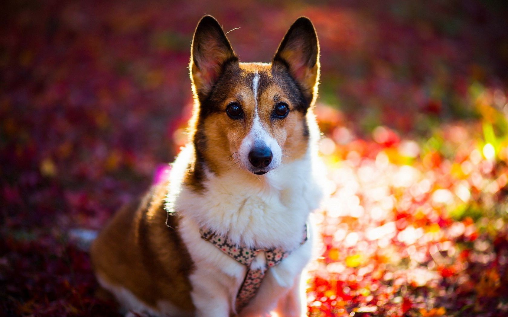 köpekler sevimli evde beslenen hayvan