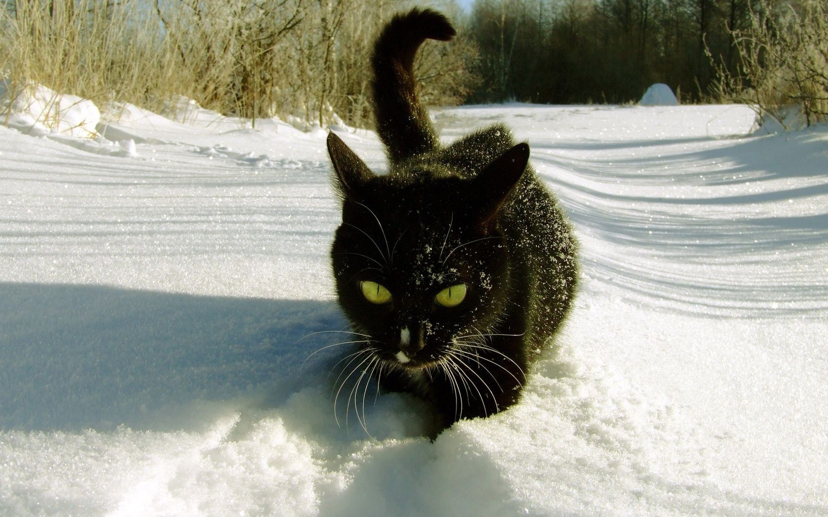 katzen schnee winter katze kälte natur frost im freien haustier porträt gefroren ein