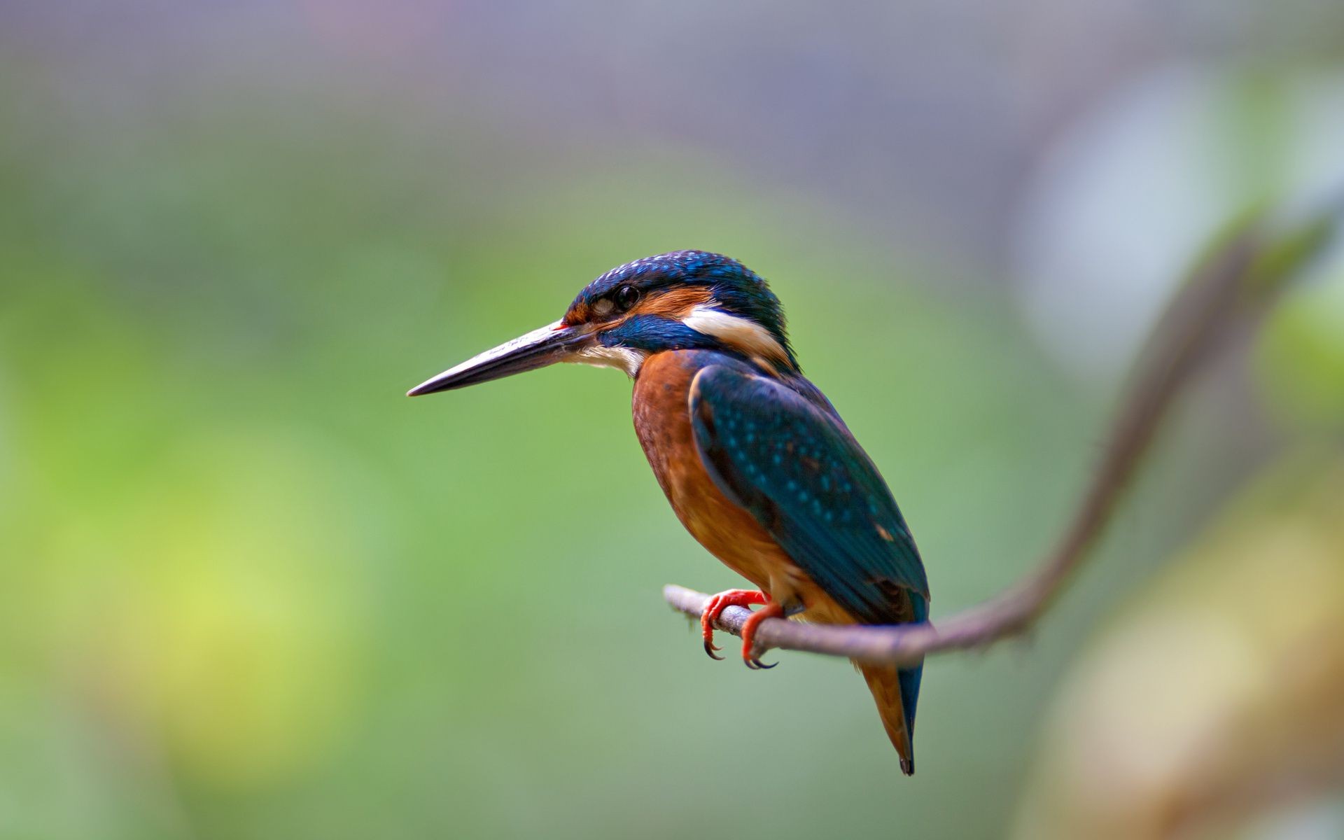 animaux oiseau faune nature sauvage animal en plein air peu bec