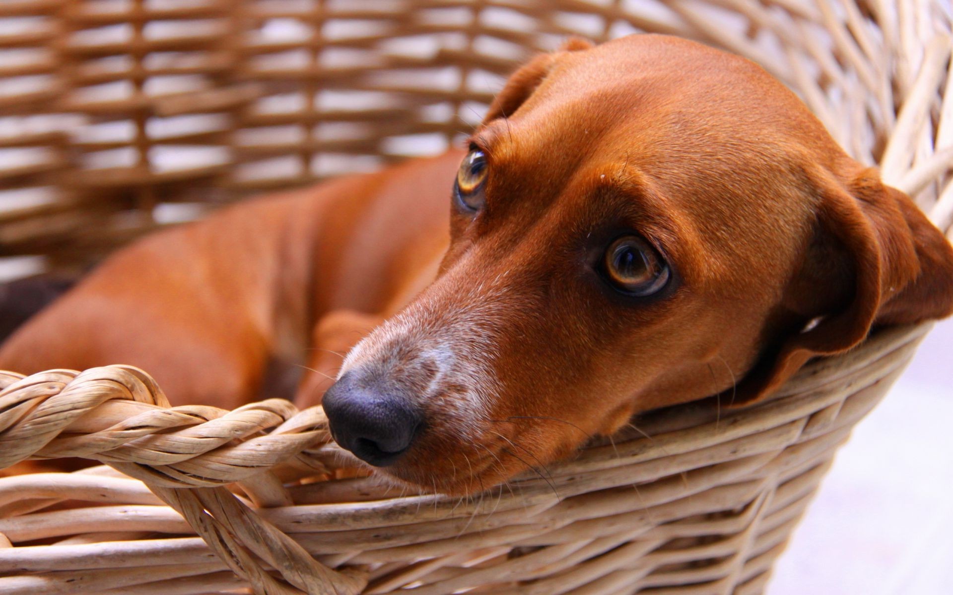 hunde korb säugetier hund haustier niedlich hundeführer im freien ein porträt anzeigen