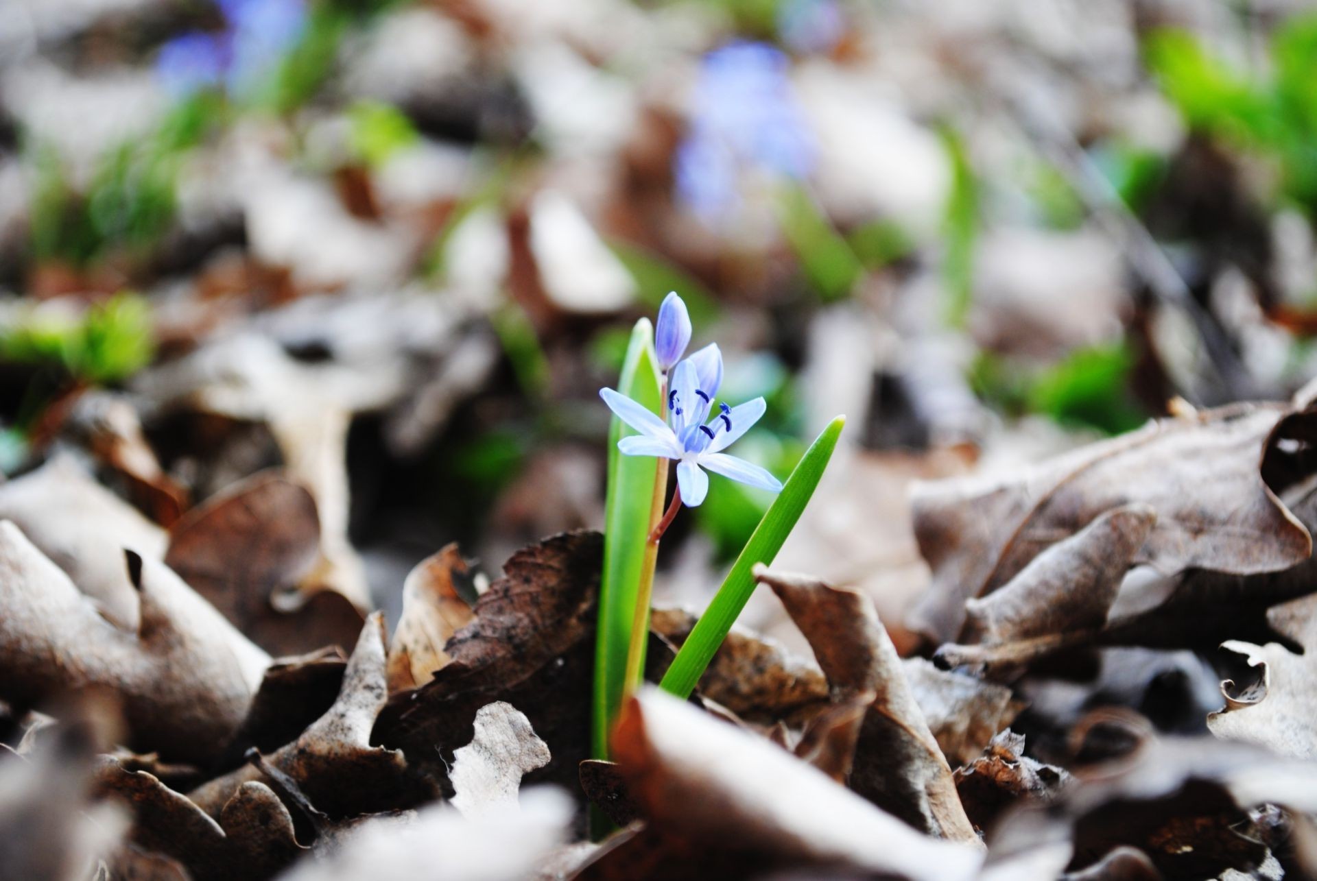 flowers nature leaf flora season environment wood fall outdoors close-up ground little