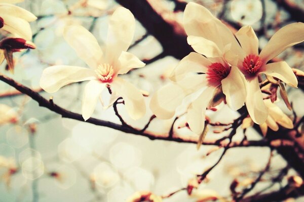 Weiße Blumen auf den Ästen eines Baumes. Frühling