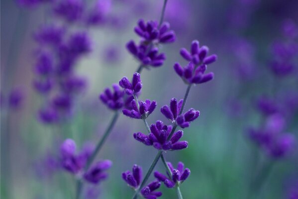 Summer growing purple flowers