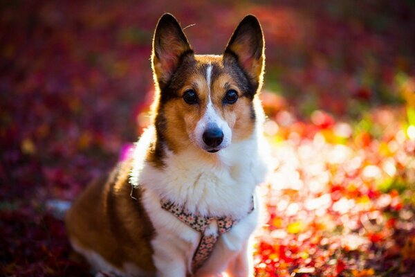 Cão bonito em um prado heterogêneo