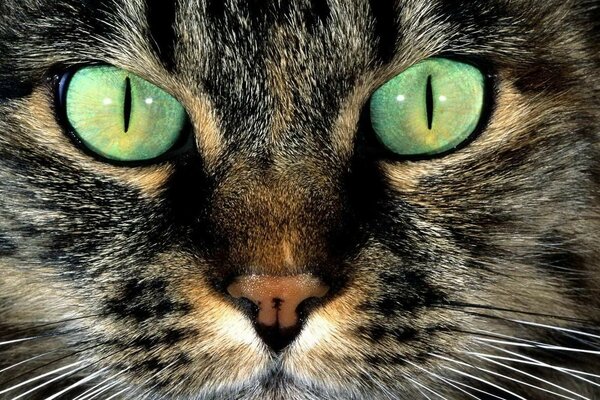 Photo green cat eyes