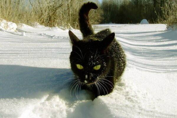 Heimisches Raubtier unter einer Schneekappe