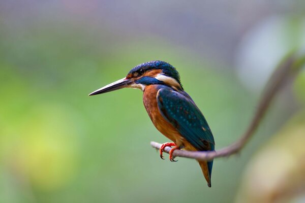 A beautiful little bird with a long beak on a branch