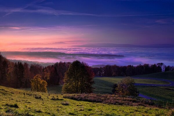 Coucher de soleil violet sur la forêt