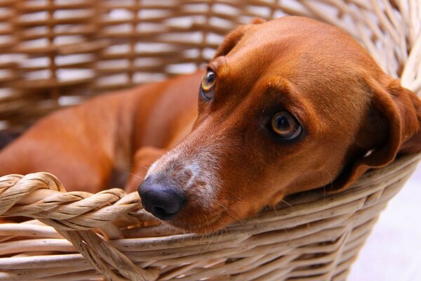 Un perro triste Mira tristemente fuera de la canasta