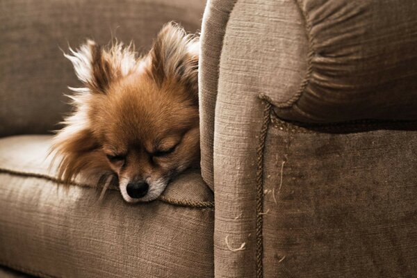 A pet dog sleeps sweetly on the couch