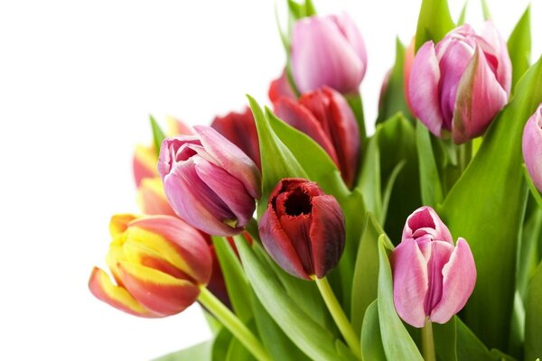 Bouquet of tulips. Spring. Fresh flowers