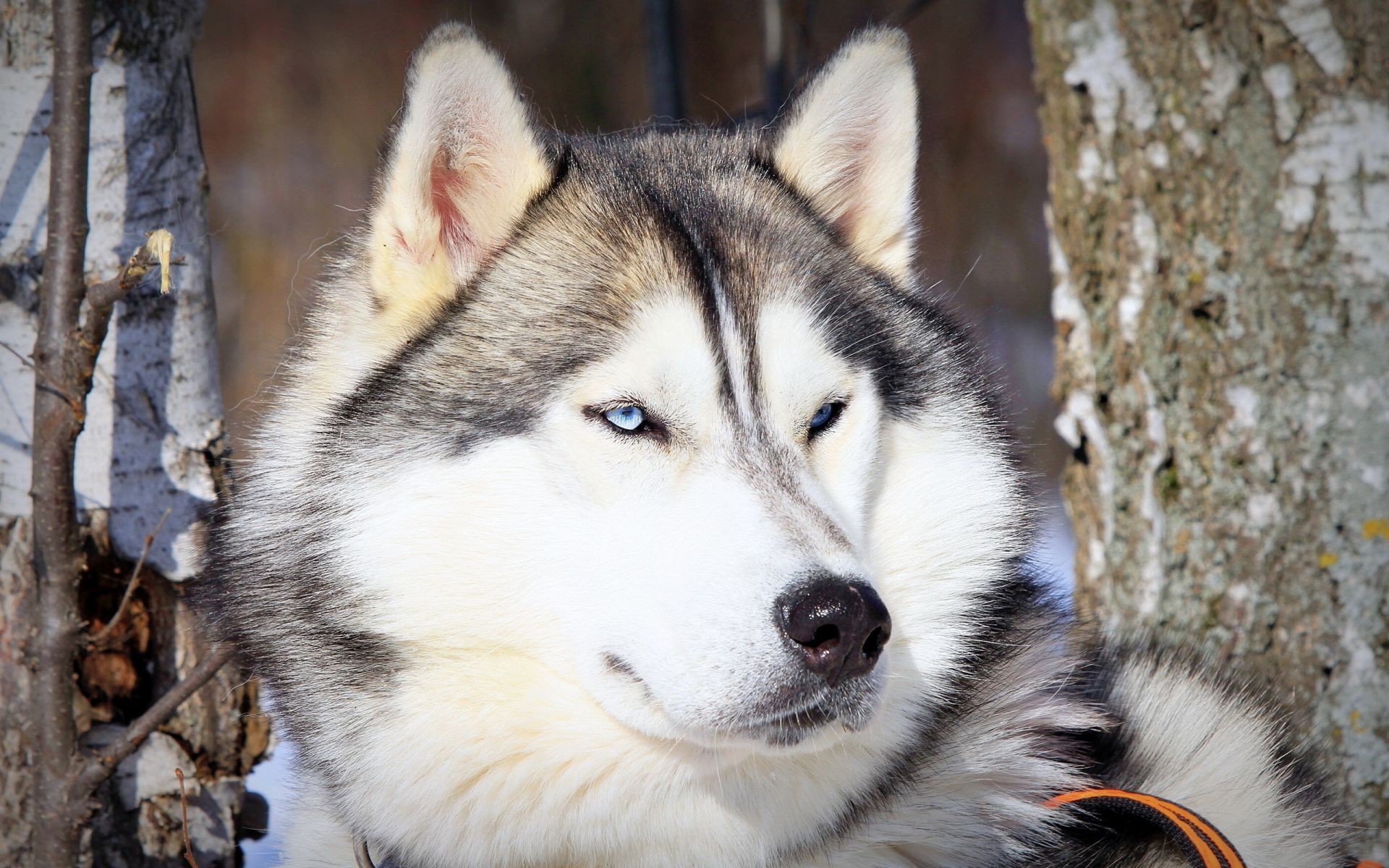 cães mamífero cão cinegrafista retrato lobo animal fofa animal de estimação siberiano pele visualização olho gelado natureza doméstico