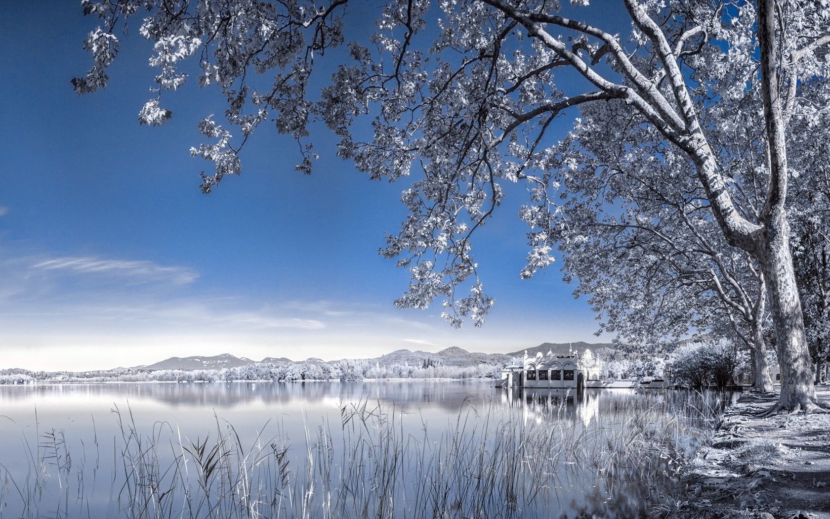 winter snow tree cold frost landscape wood frozen season ice branch scenic nature weather dawn scene fair weather