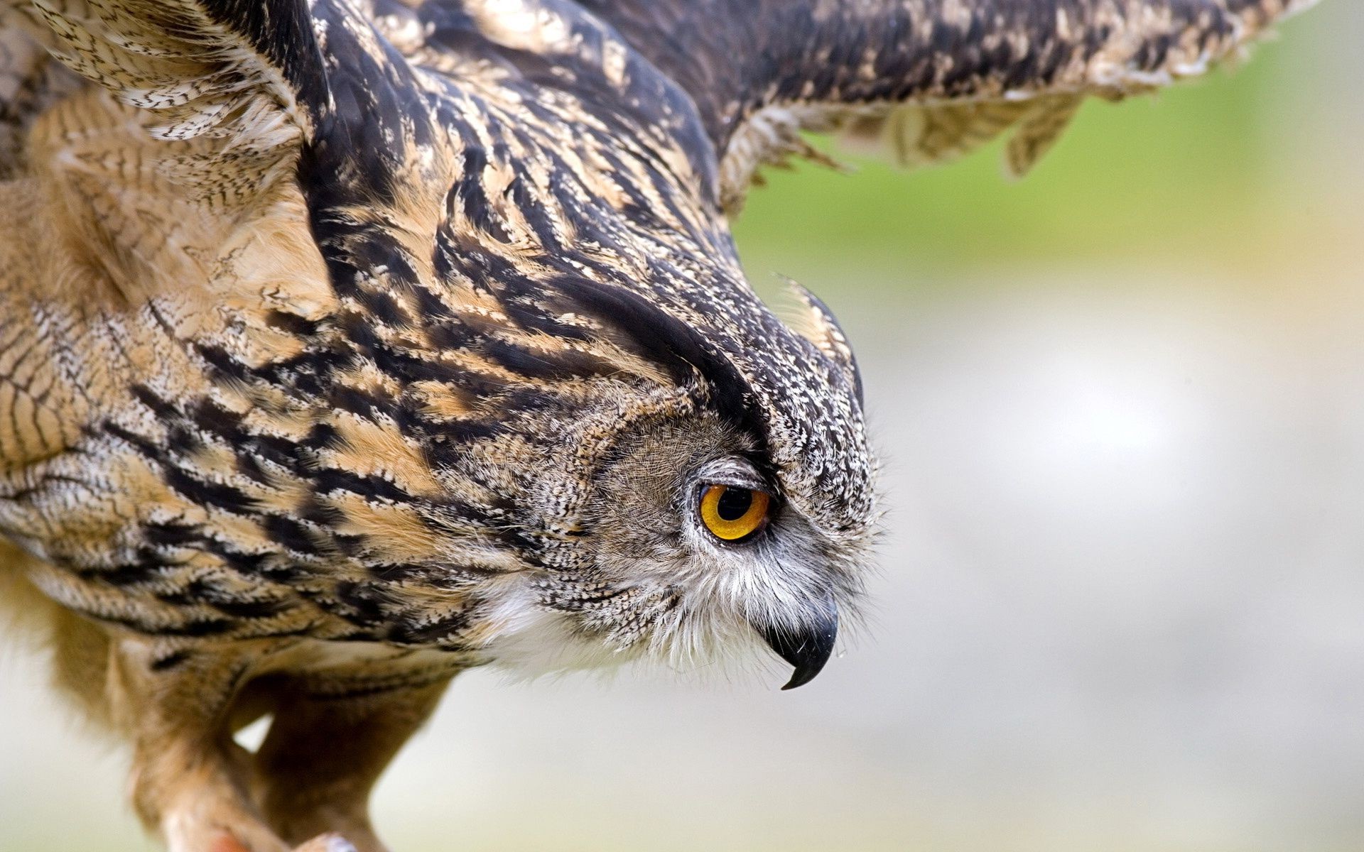 animals animal wildlife bird nature wild owl prey beak predator eye portrait raptor feather hunter looking staring