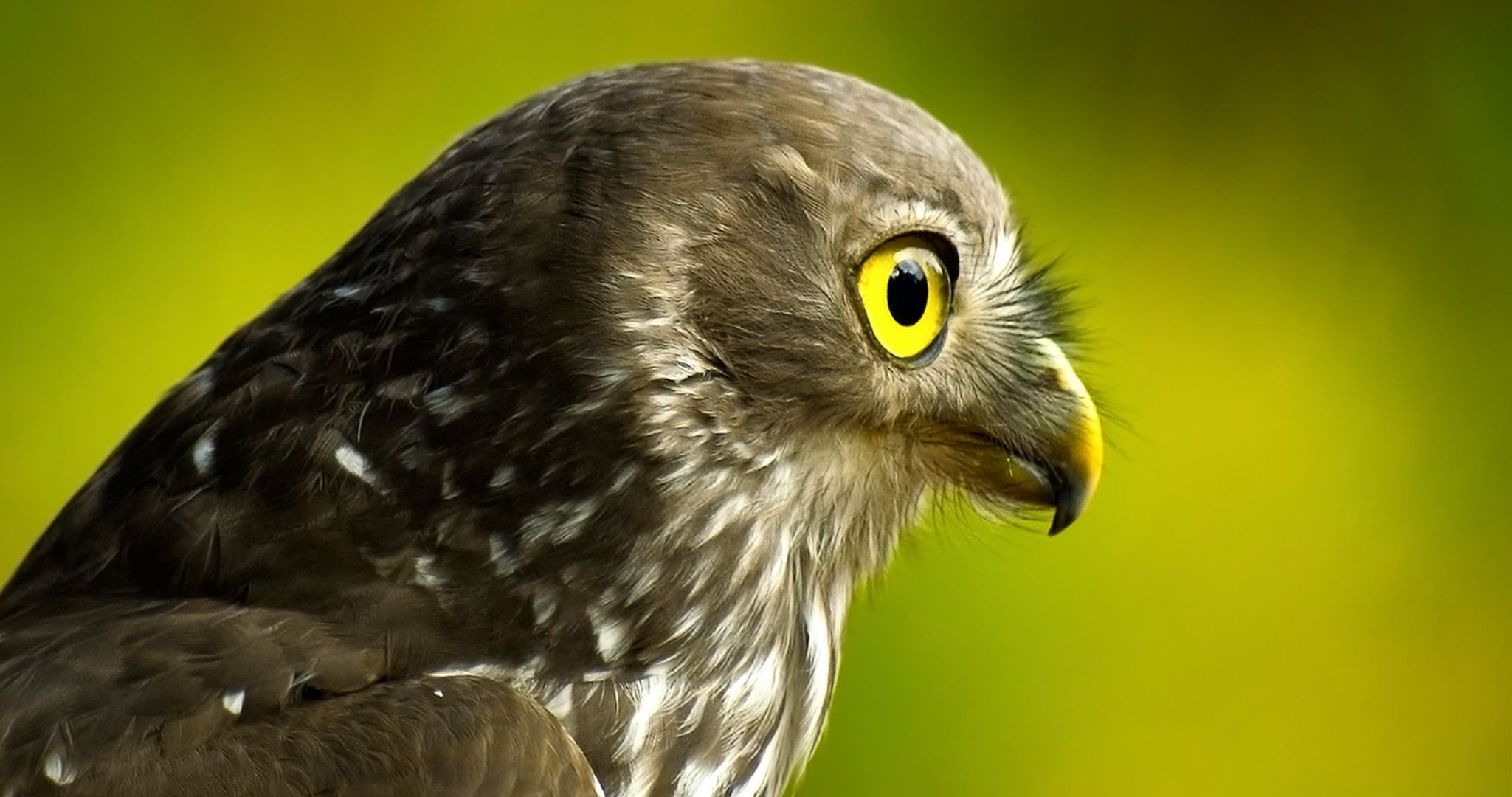 tiere vogel tierwelt raptor tier natur feder schnabel porträt auge beute adler eule hock