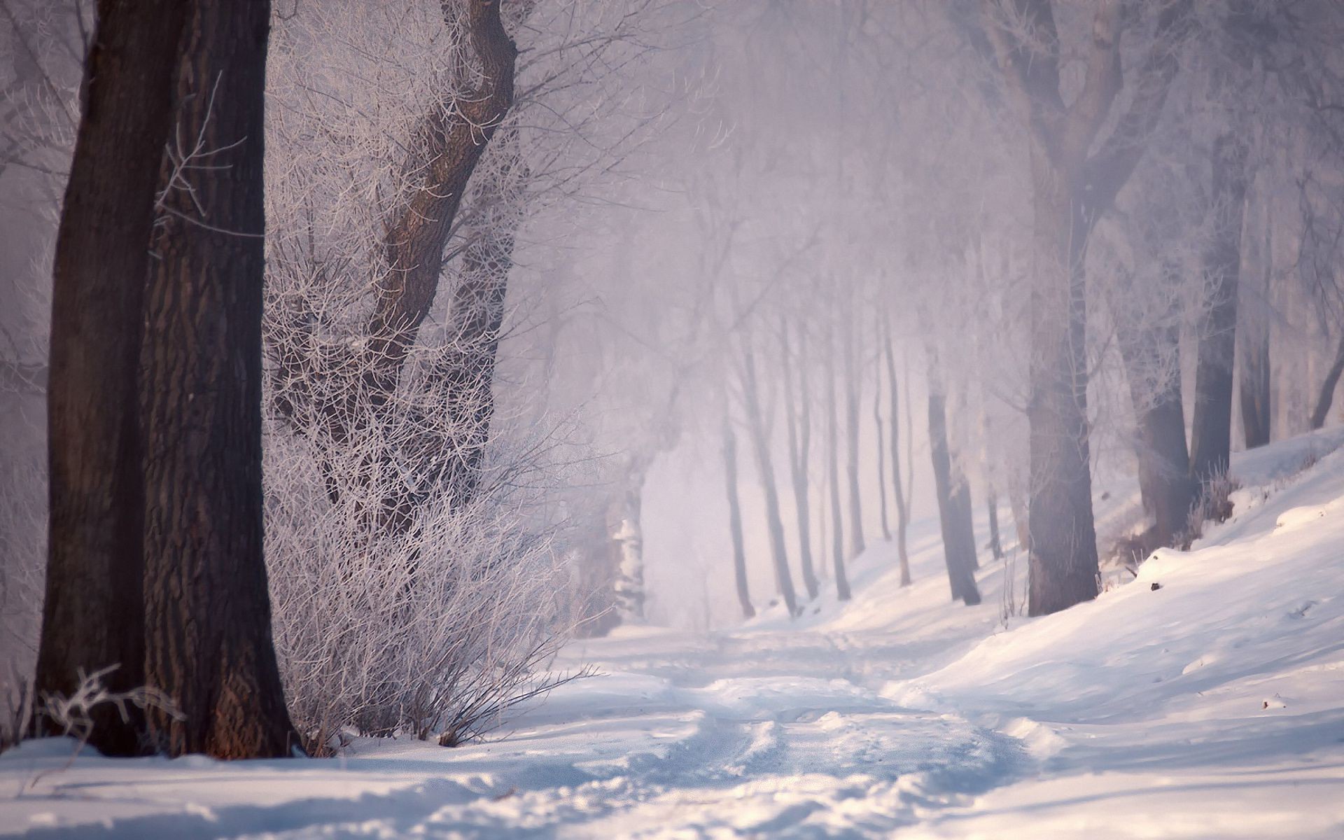 inverno neve freddo ghiaccio congelato gelo paesaggio meteo albero all aperto legno nebbia gelo luce luce del giorno tempesta di neve montagna scenic parco