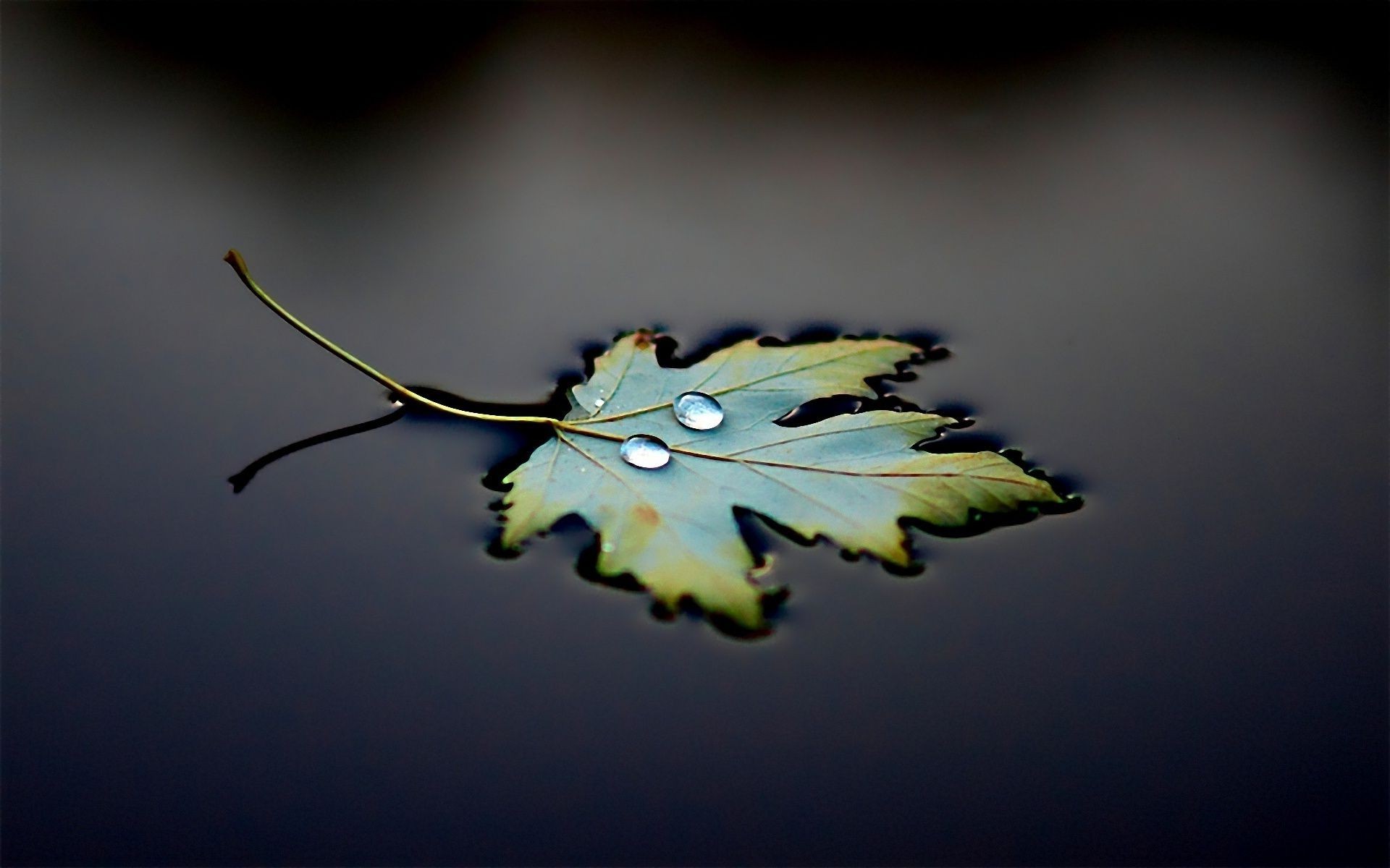 droplets and water leaf art light