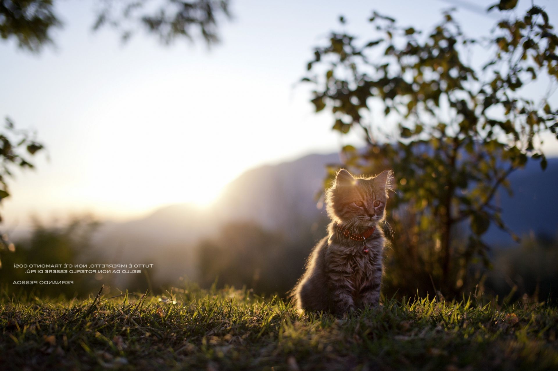 gatos natureza ao ar livre grama árvore outono amanhecer pôr do sol bom tempo sol verão folha céu madeira paisagem