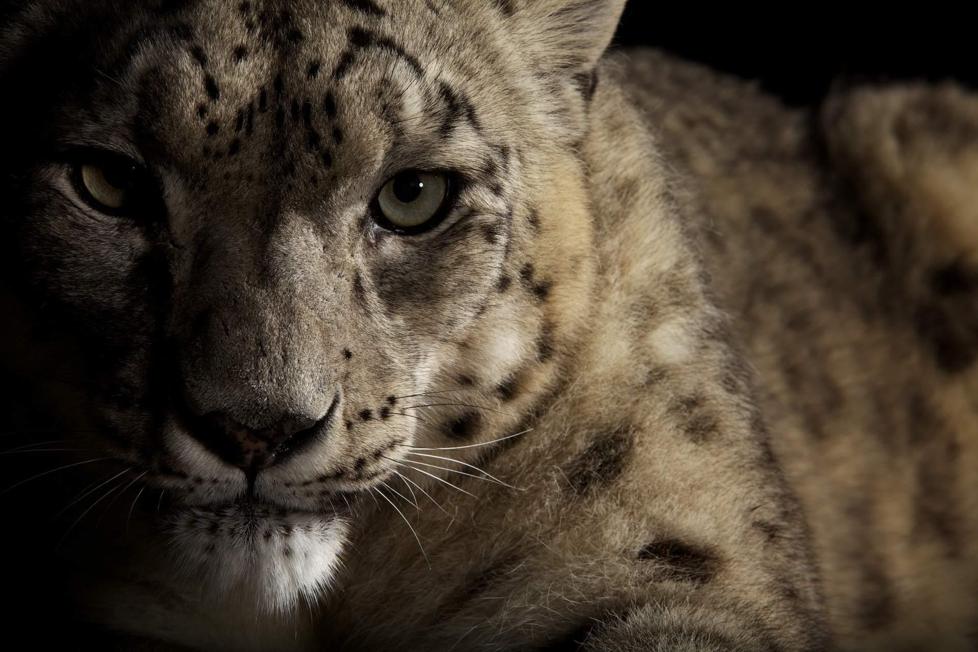 zwierzęta kot ssak zwierzę przyroda zoo futro portret drapieżnik oko mięsożerca dziki duży myśliwy safari natura głowa lew niebezpieczeństwo patrząc