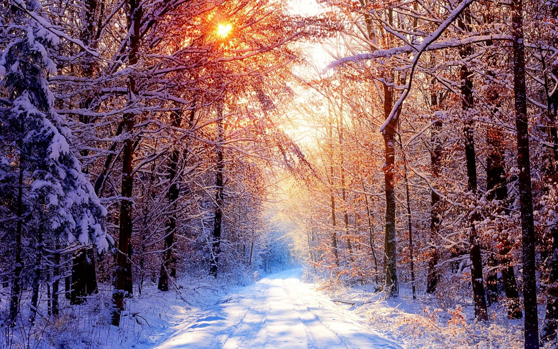 invierno nieve madera escarcha frío árbol temporada paisaje hielo naturaleza congelado amanecer rama buen tiempo tiempo parque niebla otoño escénico blanco como la nieve