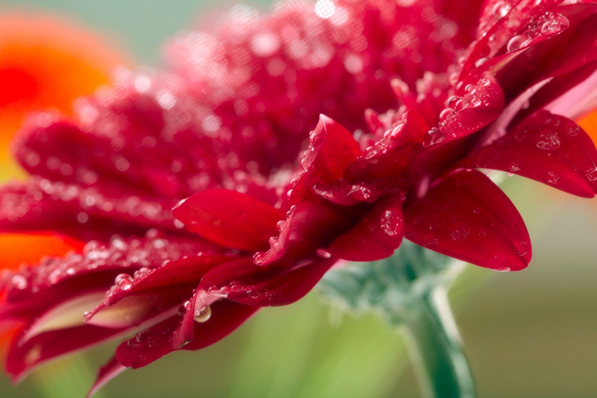 primer plano naturaleza flor verano rocío flora hoja brillante jardín lluvia color mojado