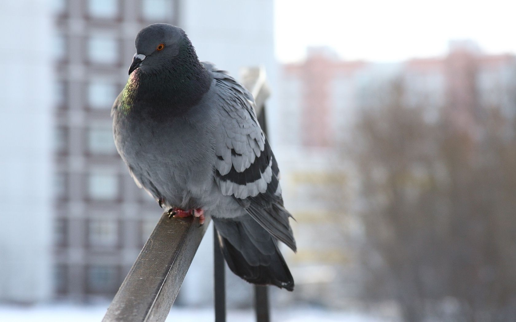 animals bird pigeon wildlife nature animal outdoors feather winter