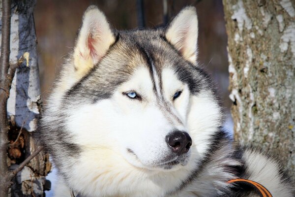 Ein Hund der Rasse Husky auf der Straße